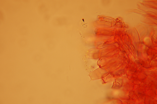Messa a punto del microscopio